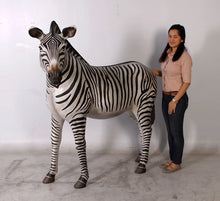 Load image into Gallery viewer, Life-Size Large Zebra

