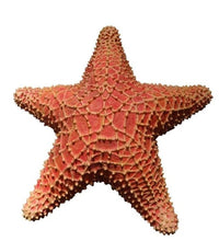Load image into Gallery viewer, Table Top Starfish
